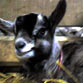 b&eacute;b&eacute; ch&egrave;vre