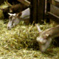 la chevrerie